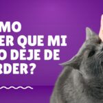 Portada con titulo "¿Cómo hacer que mi gato deje de morder?", con un gato gris mordiendo una mano, con fondo color purpura