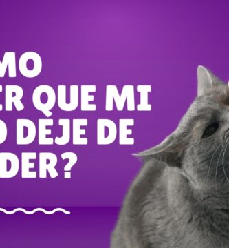 Portada con titulo "¿Cómo hacer que mi gato deje de morder?", con un gato gris mordiendo una mano, con fondo color purpura