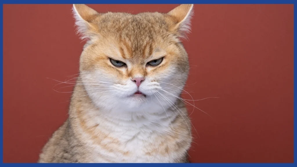 Gato naranja enojado con fondo color rojo y un recuadro borde azul