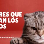 Portada con un gato disgustado, con fondo rojo. Con el titulo de "Olores que odian los gatos"