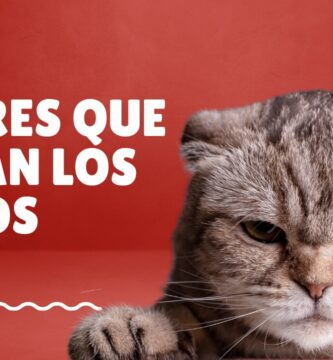 Portada con un gato disgustado, con fondo rojo. Con el titulo de "Olores que odian los gatos"