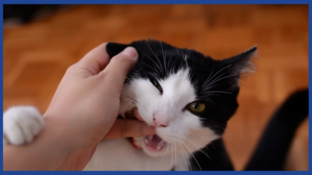 mano agarrando la cara de un gato blanco con negro, mientras el gato muerde la mano