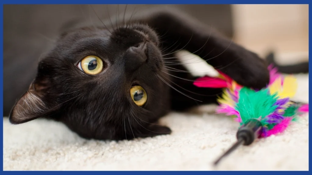 Gato negro acostado con su juguete