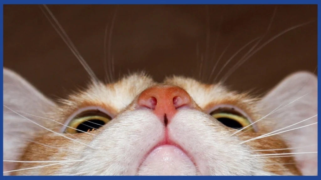 POV de la cara de un gato desde abajo apreciando la nariz