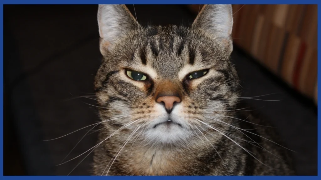 gato de rayas, mirando muy de frente y con cara de no saber que esta pasando?